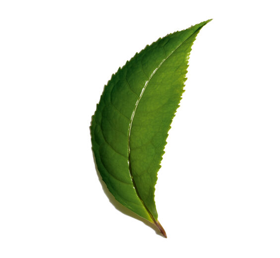 Teplante-undefined-Camellia sinensis leaf extract